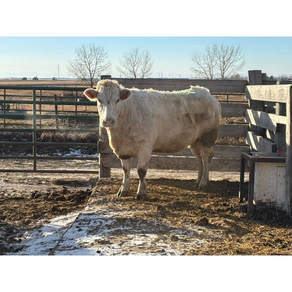 Ty Appleyard - 1 Fourth Calver (Pen 518)