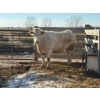 Image 1 : Ty Appleyard - 1 Fourth Calver (Pen 518)