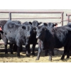 Image 1 : Darren Wagner - 24 Black Angus X Replacement Heifers (Lancer, SK)