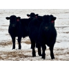 Image 5 : Sturgeon River Ranch - 800# March Delivery Steers - 200 Head (Rockyford, AB)