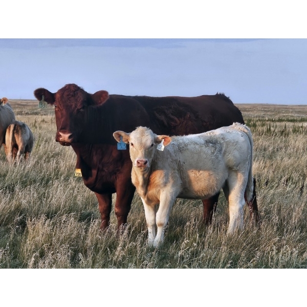 Ron Schmidt - 690# November Delivery Heifer Calves - 85 Head (Rainier, AB)