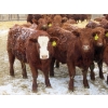 Image 7 : RBD Ranch - 950# February Delivery Steers - 62 Head (Milestone, SK)