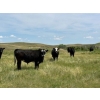 Image 4 : Jamie McMillan - 990# August Delivery Grass Steers - 75 Head (Elkwater, AB)