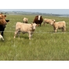 Image 7 : John Bland - 640# October Delivery Steer Calves - 60 Head (Strathmore, AB)