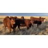 Image 8 : Clayton Sehn - 34 Red Heifers