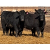 Image 6 : Rob Mossey - 1000# August Delivery Heifers - 120 Head (Vauxhall, AB)