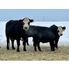 Image 14 : Bruce & Heather Clayton - 600# December Delivery Steer Calves - 100 Head (Strathmore, AB)