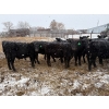 Image 2 : Chris, Debbie & Dwayne Wimmer - 615# March Delivery Heifers - 85 Head (Lundar, MB)