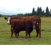 Image 3 : Out West Ranches Ltd. - 610# October Delivery Steer Calves - 100 Head (Williams Lake, BC)