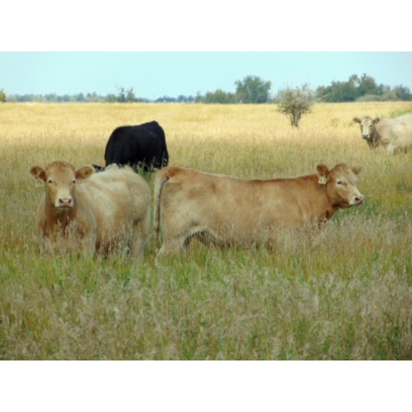 Riverbend Ranch - 910# September Delivery Grass Steers - 184 Head (Brooks, AB)