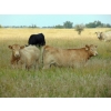 Image 1 : Riverbend Ranch - 910# September Delivery Grass Steers - 184 Head (Brooks, AB)