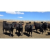 Image 5 : Cattlewood Farms Ltd. - 750# May Delivery Heifers - 170 Head (Swalwell, AB)