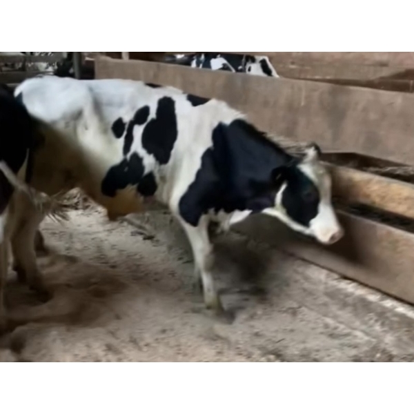 Iberg Farms Ltd. - 475# Holstein Steers - 7 Head (Langley, BC)