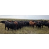 Image 9 : McDougald Ranch Ltd. - 890# September Delivery Grass Steers - 165 Head (Maple Creek, SK)