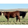 Image 7 : Valley View Ranch - 925# October Grass Heifers - 66 Head (Strathmore, AB)
