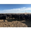 Image 3 : 9 Bar Ranch - 600# February Delivery Steers - 30 Head (Fincastle, AB) VBP+