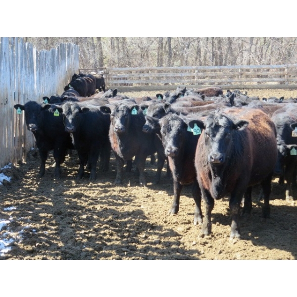 GDS Enterprises Ltd. - 23 Black Angus Replacement Heifers (Burstall, SK)