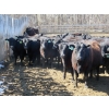 Image 1 : GDS Enterprises Ltd. - 23 Black Angus Replacement Heifers (Burstall, SK)