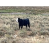 Image 6 : Monty & Corey Arendt - 625# Oct/Nov Delivery Steer Calves - 53 Head (Ravenscrag, SK)