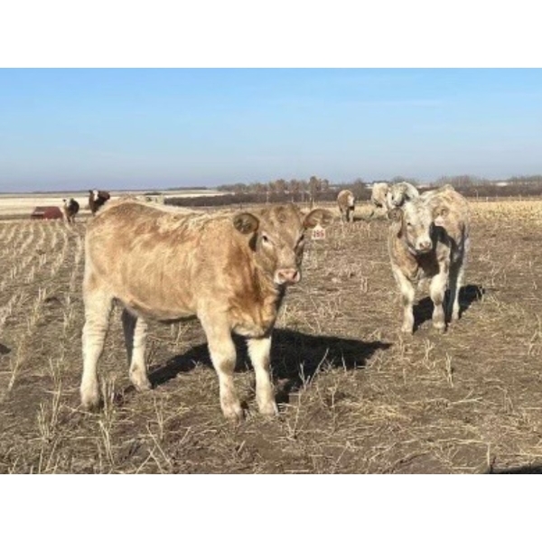 Kelndorfer Farms - 675# November Heifer Calves - 50 Head (Killam, AB)
