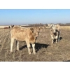 Image 1 : Kelndorfer Farms - 675# November Heifer Calves - 50 Head (Killam, AB)