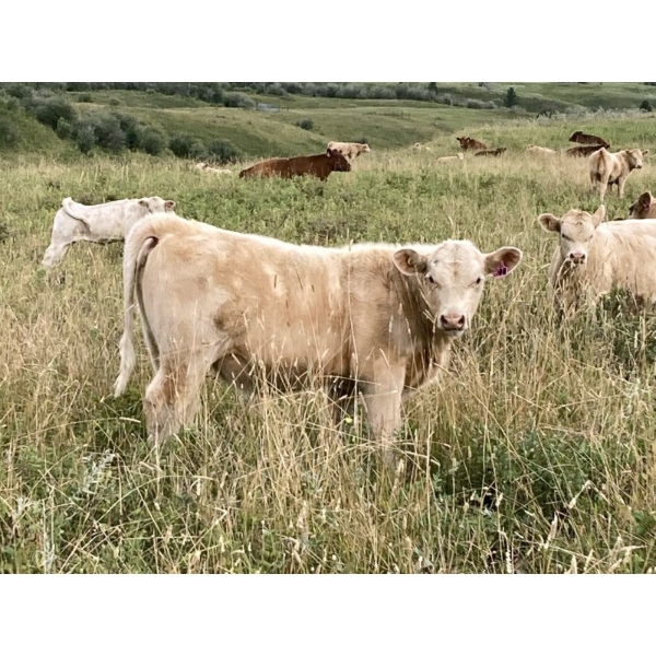 Lindy Greig - 535# Sept/Oct Delivery Heifer Calves - 37 Head (Nanton, AB)