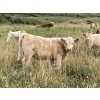Image 1 : Lindy Greig - 535# Sept/Oct Delivery Heifer Calves - 37 Head (Nanton, AB)