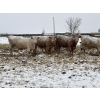 Image 3 : Westview Cattle Co. - 750# March Delivery Steers - 75 Head (Consort, AB)