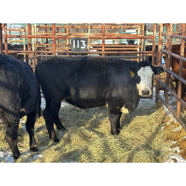 98 Ranch - 2 Second & Third Calvers (Pen 113) *Later Calving*