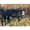 Image 1 : 98 Ranch - 2 Second & Third Calvers (Pen 113) *Later Calving*