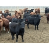 Image 2 : Lesher Lane Enterprises - 1000# November Delivery Heifers - 140 Head (Lacombe, AB)