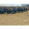 Image 10 : M.S. MacLean Livestock - 950# May Delivery Steers - 98 Head (Coaldale, AB)