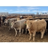 Image 4 : Ron Billings - 1050# March Delivery Heifers - 56 Head (Sundre, AB)