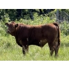 Image 3 : Centreview Farms Ltd & Darcy Wold - 780# October Delivery Steer Calves - 80 Head (Mirror, AB)
