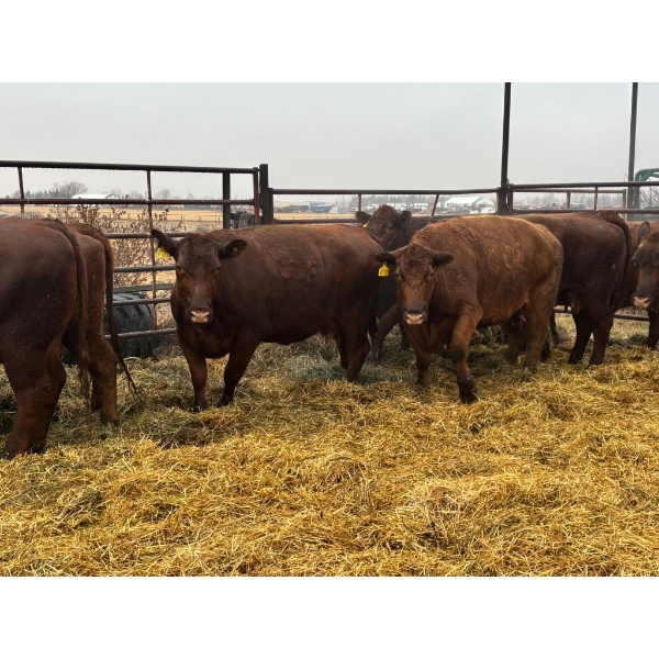 Carter Lowen - 9 Head 7-Year-Old Cows (Pen 156)