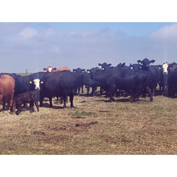 Black Powder Cattle Company - 33 Angus X Simm October Delivery Pairs (Oxbow, SK)