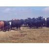 Image 1 : Black Powder Cattle Company - 33 Angus X Simm October Delivery Pairs (Oxbow, SK)