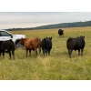 Image 5 : Midpoint Farms - 1025# Sept/Oct Grass Steers - 120 Head (Drayton Valley, AB)