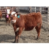 Image 6 : A&A Farms  - 25 RBF Replacement Heifers (Coaldale, AB)