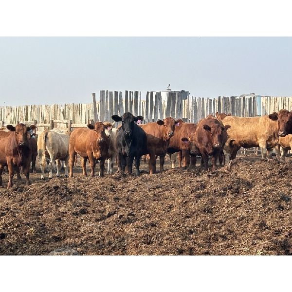 Carl Chomistek - 1100# August Yearling Heifers - 110 Head (Rolling Hills, AB)