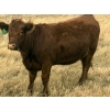 Image 6 : Rafter NZ Ranch - 22 Red X March/April Calving Bred Heifers (Pincher Creek, AB)