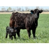 Image 3 : Sherwyn Torkelson - 10 Black/BBF 1st Calf Pairs (Patricia, AB)