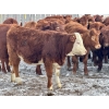 Image 6 : Doug Reinhardt - 700# March Delivery Heifers - 34 Head (Irricana, AB)