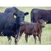 Image 5 : Mt. Sentinel Ranch Ltd. - 540# October Delivery Steer Calves - 115 Head (Longview, AB)
