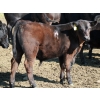 Image 4 : Goldridge Farming Co. - 575# October Delivery Steer Calves - 100 Head (Turin, AB)