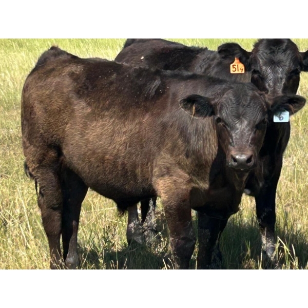 CRH Farms - 640# October Delivery Steer Calves - 95 Head (Harding, MB)