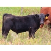 Image 7 : Allan & Janet Nameth - 625# November Steer Calves - 80 Head (Cupar, SK) VBP+