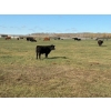 Image 10 : Moore Ranching - 600# November Delivery Steer Calves - 300 Head (Loon Lake, SK)
