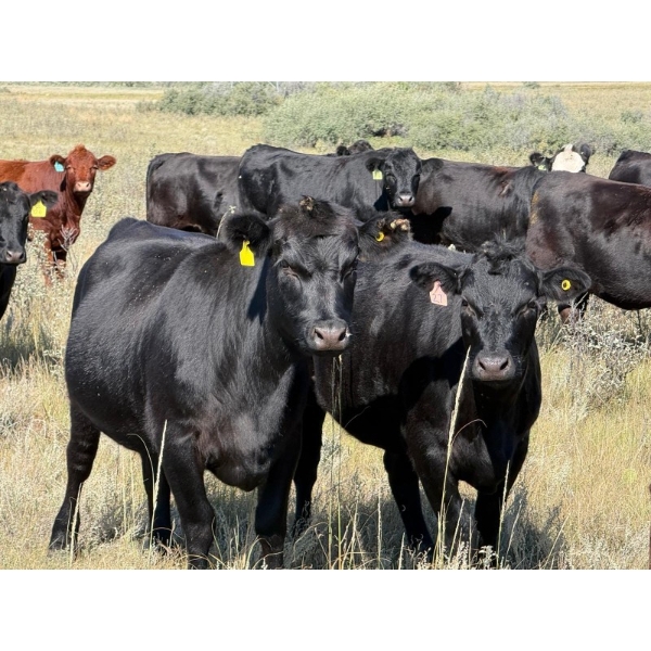 Cross Coulee Ranching - 950# October Delivery Grass Heifers - 62 Head (Duchess, AB)