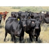 Image 1 : Cross Coulee Ranching - 950# October Delivery Grass Heifers - 62 Head (Duchess, AB)